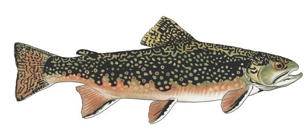 TROUT